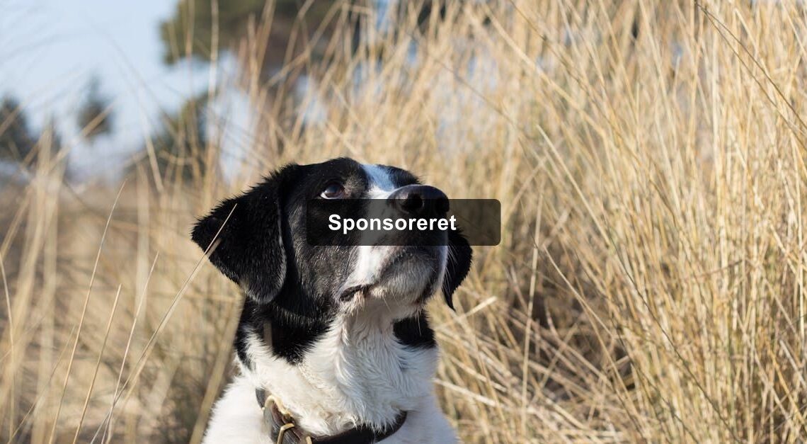 Sjællands bedste boligområder: natur, priser og energi